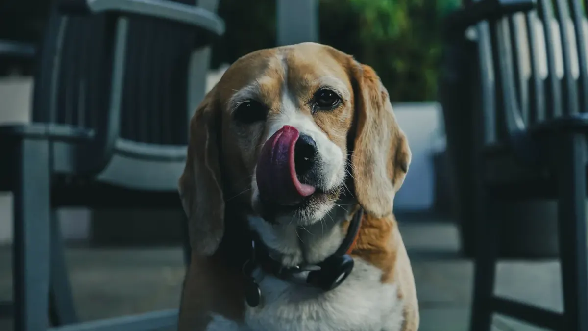 Dog drinking water