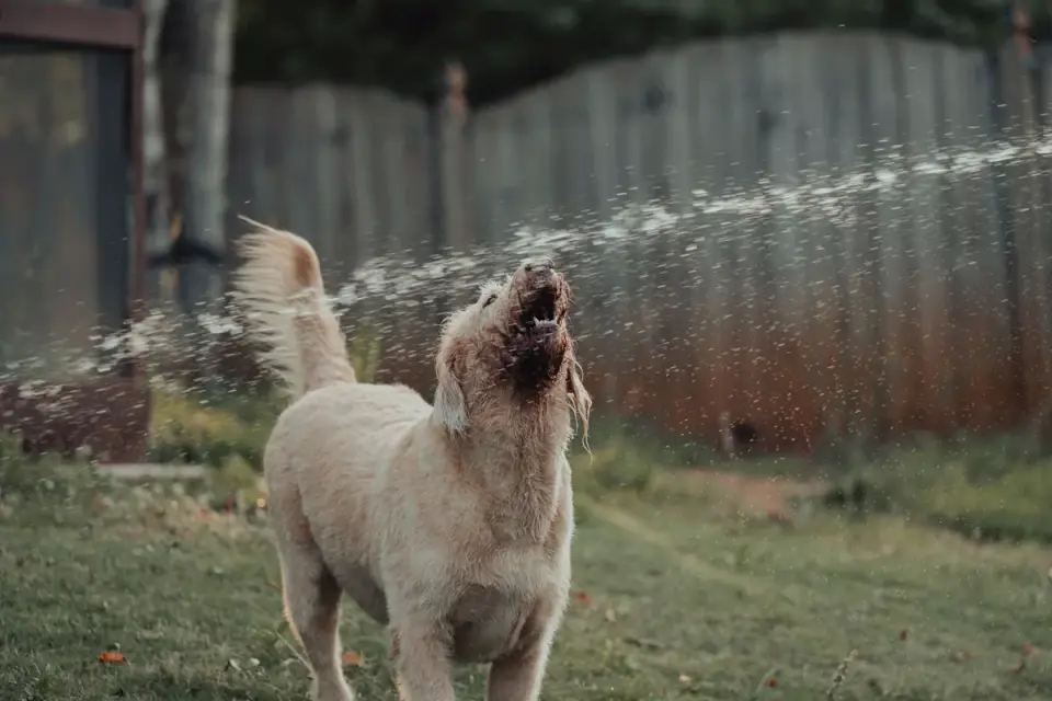 Dog drinking water