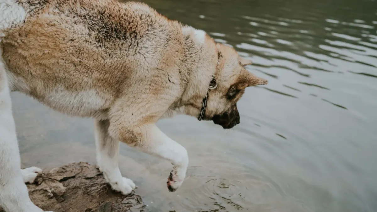 Dog drinking water