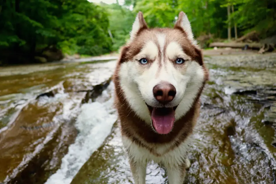 Dog drinking water