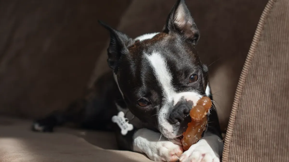 Dog eating from a bowl at home