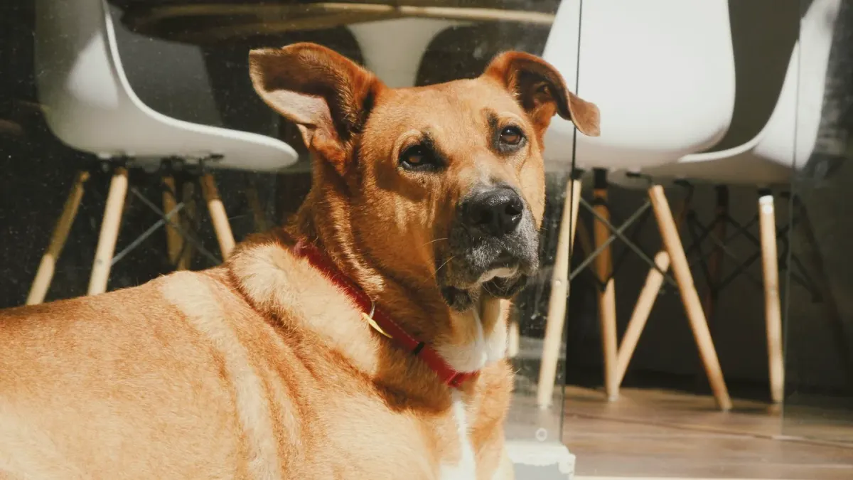 Dog eating from a bowl at home