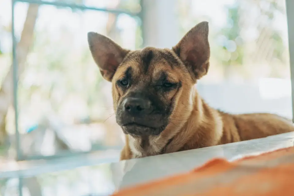 Dog eating from a bowl at home