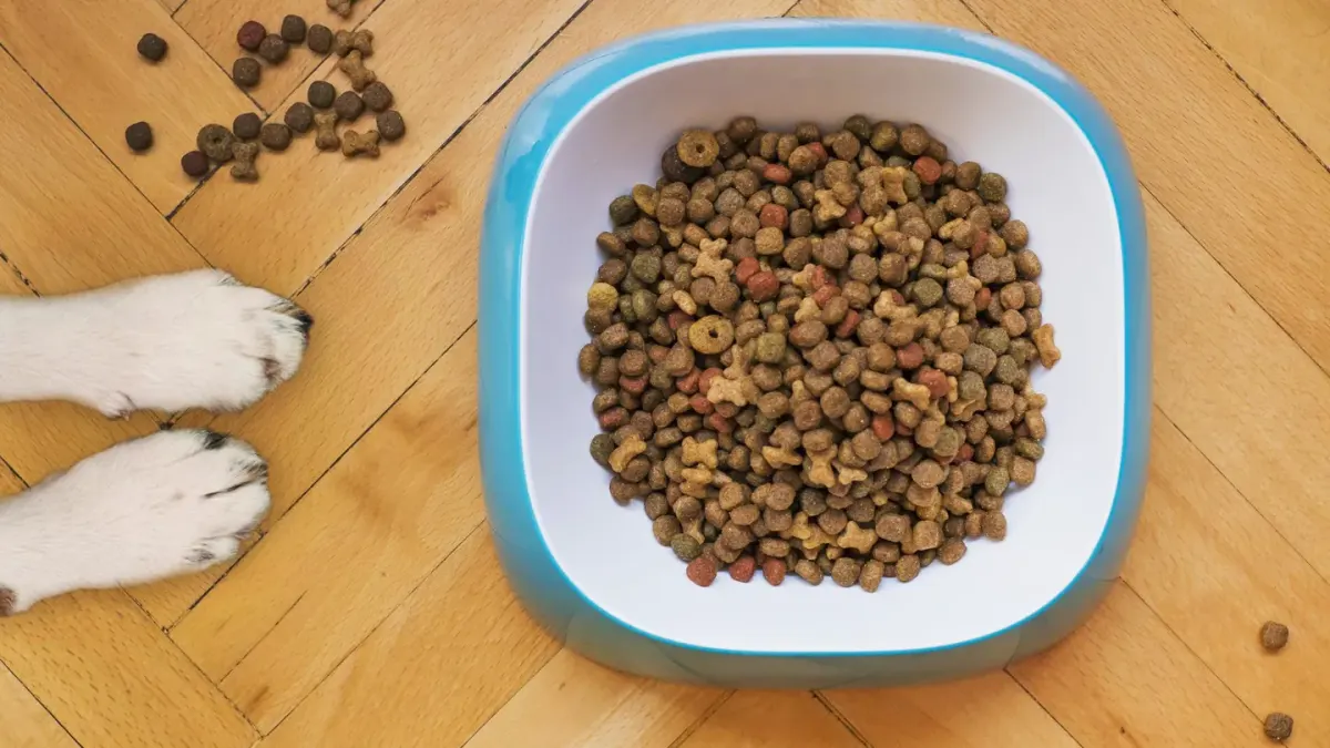 Dog eating from a bowl