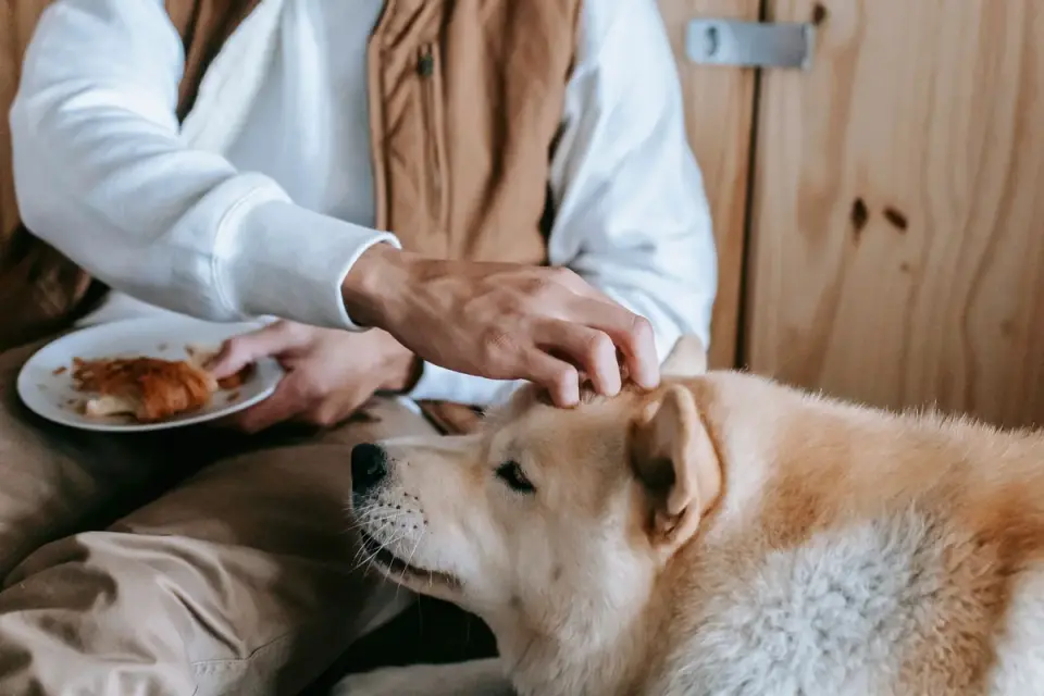 Dog eating from a bowl