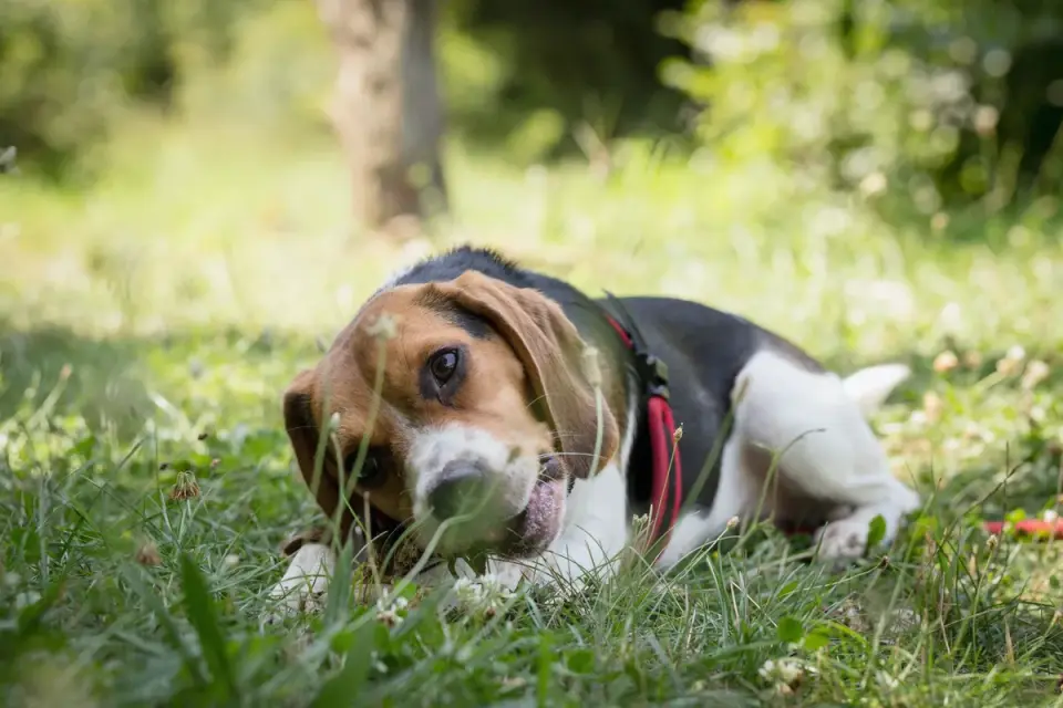 Dog eating outdoors