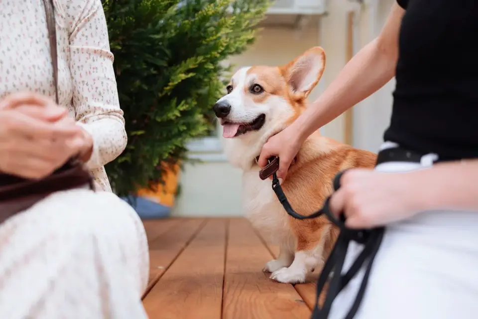 Dog greeting an owner