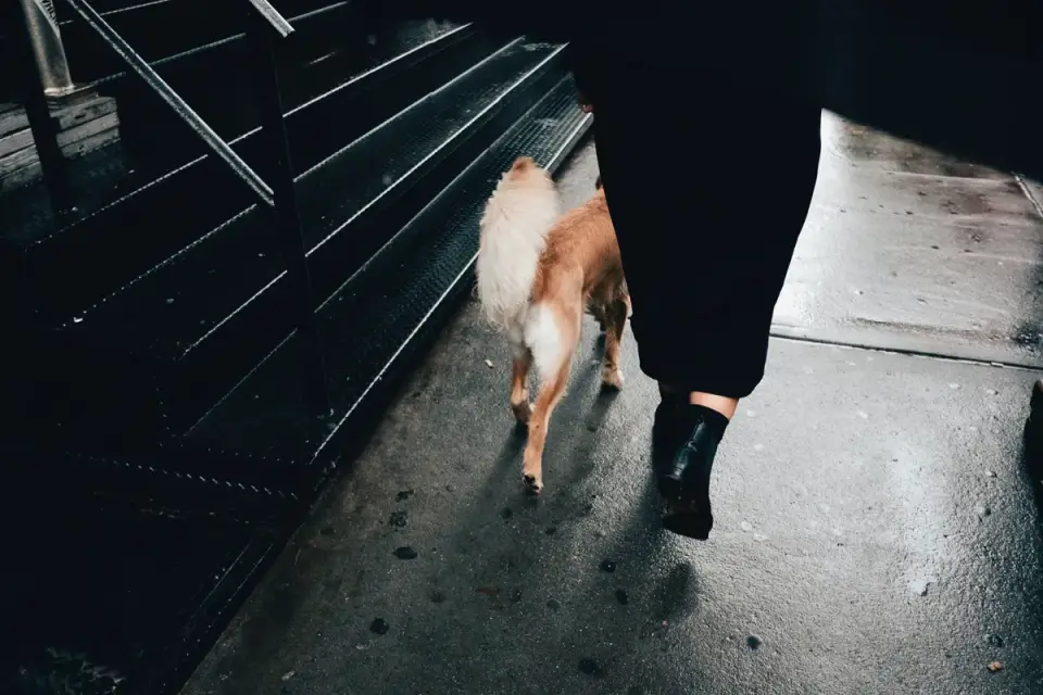 Dog greeting an owner