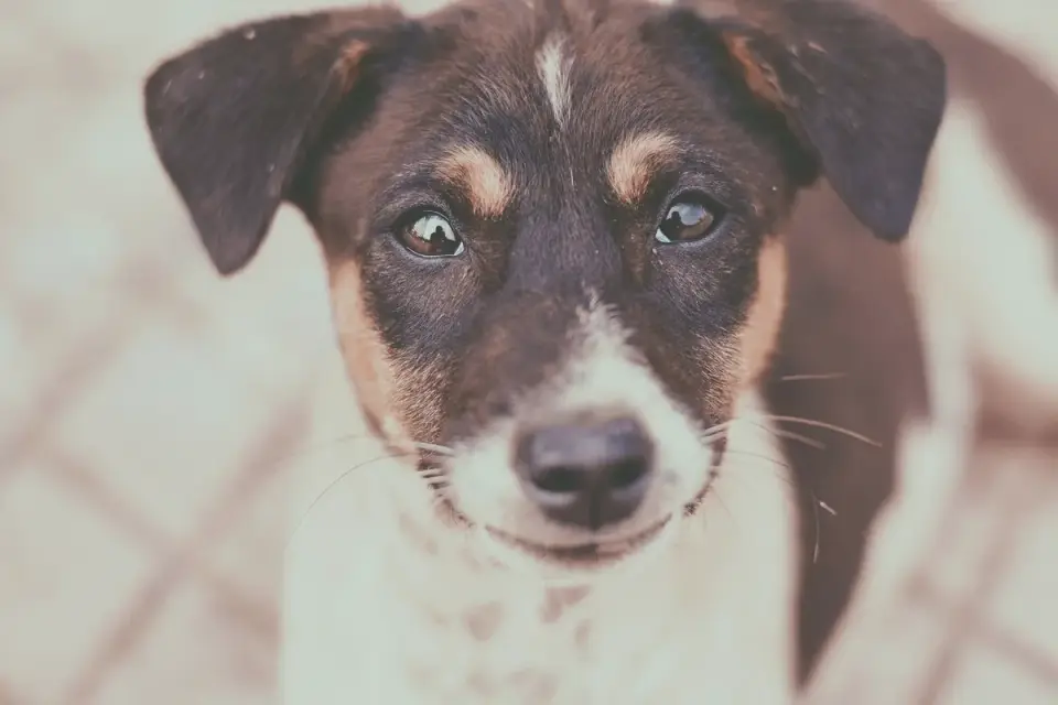 Dog looking at an owner