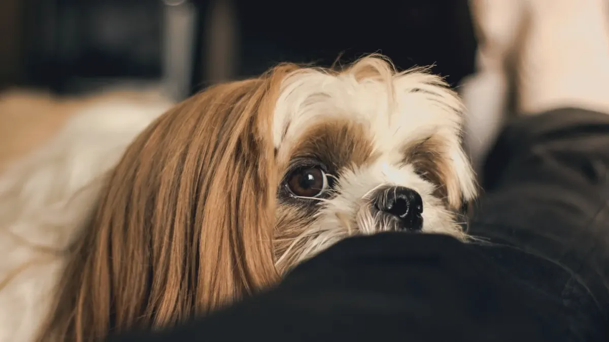 Dog looking at an owner