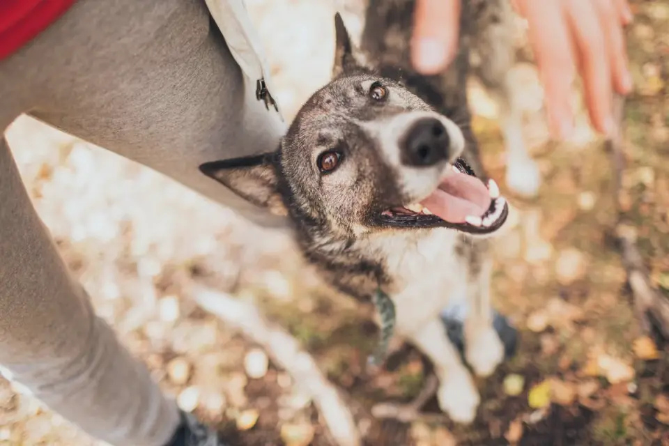 Dog looking at an owner