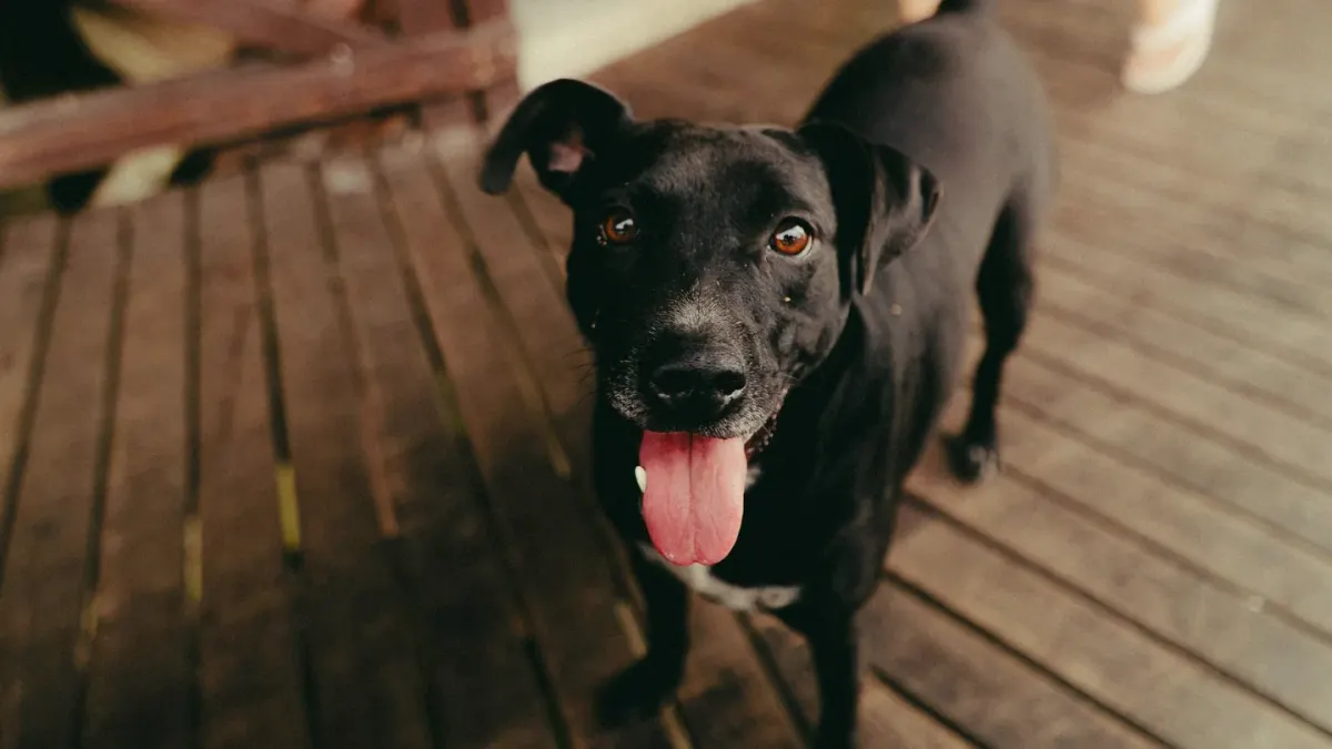 Dog looking at an owner