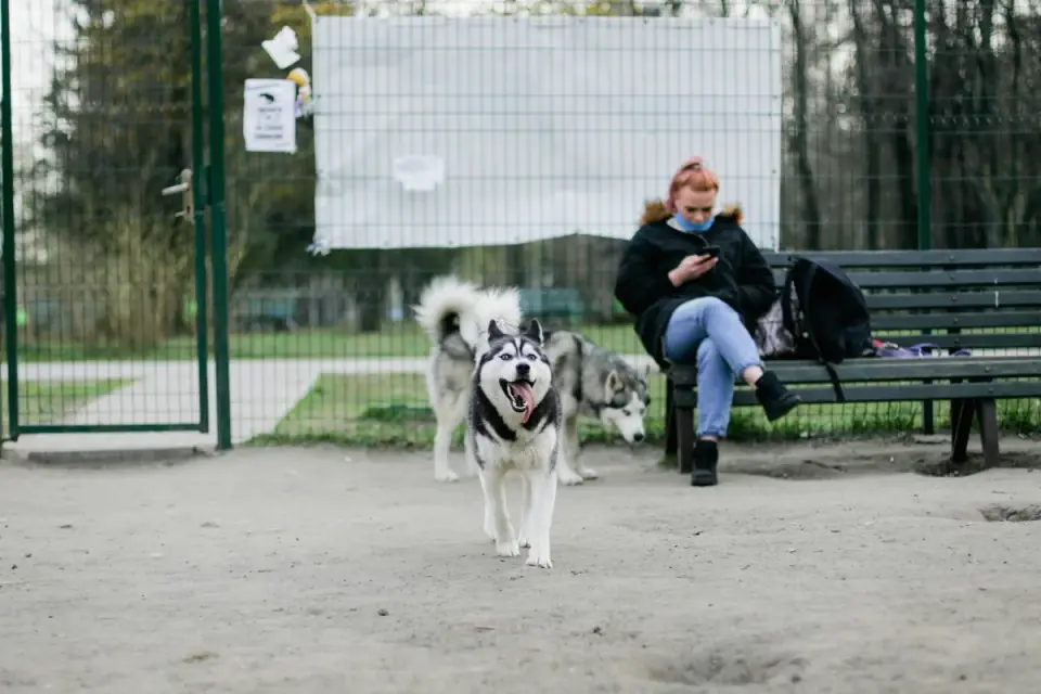 Dog owner standing at the edge of a dog park watching two dogs interact