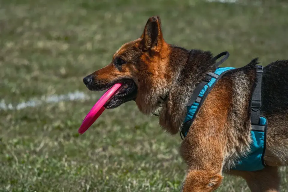 Dog playing fetch