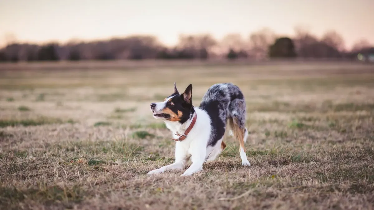 Dog playing outdoors