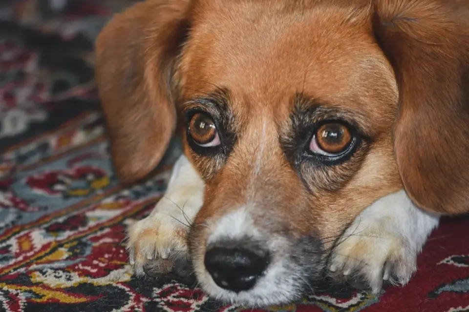 Dog resting at home