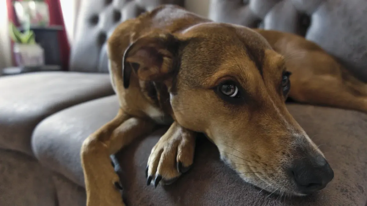Dog resting at home