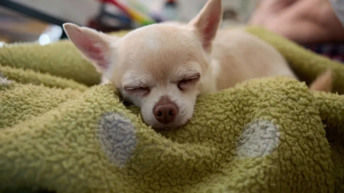 Dog resting at home