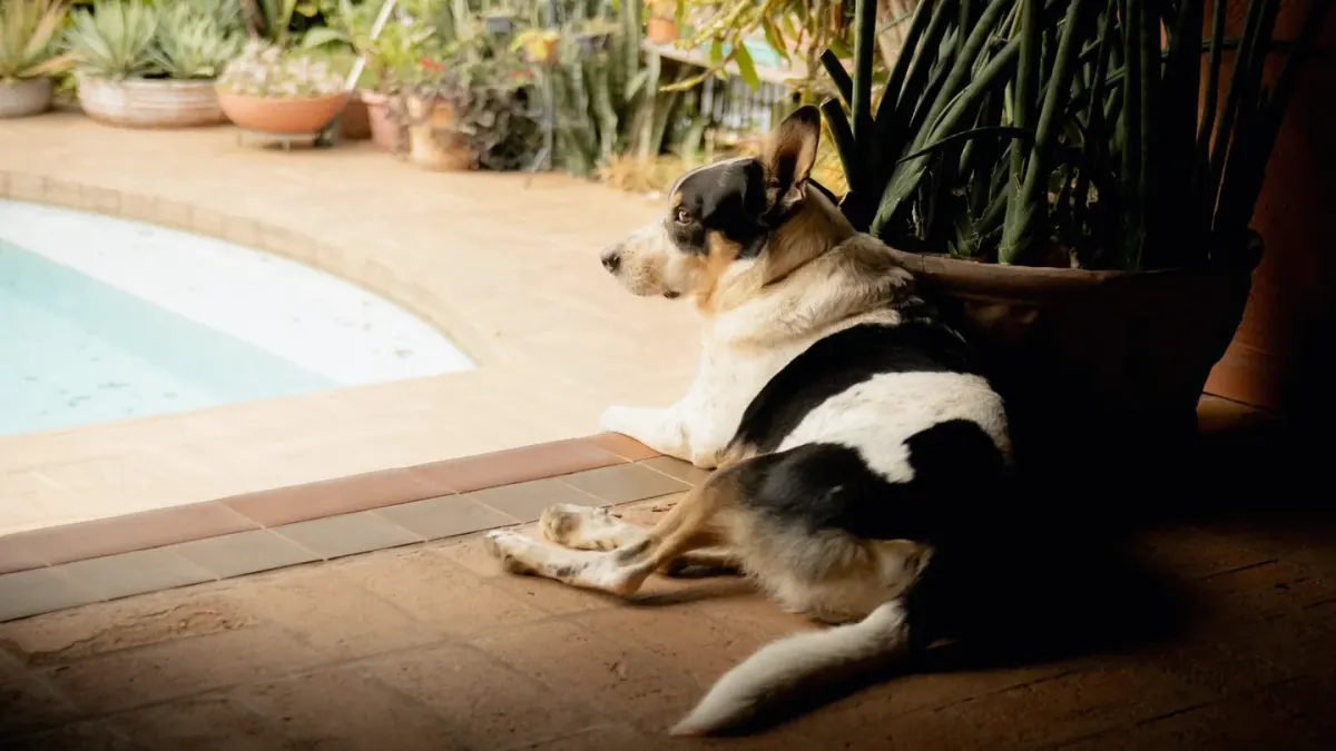 Dog resting at home