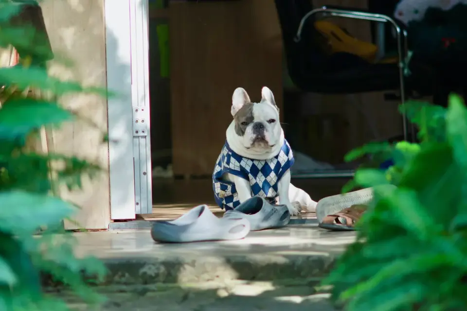 Dog resting at home