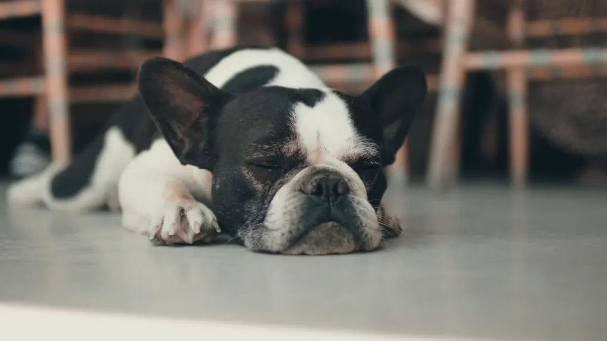 Dog resting at home