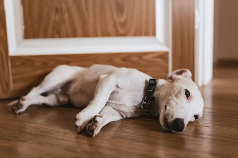 Dog resting at home