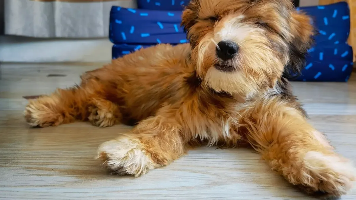 Dog resting at home