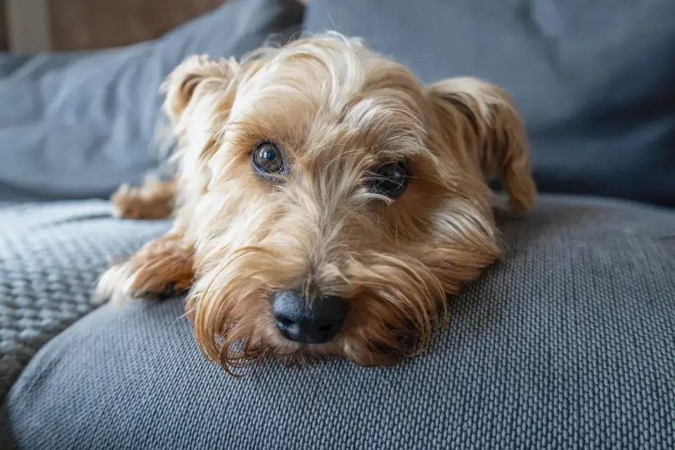 Dog resting at home