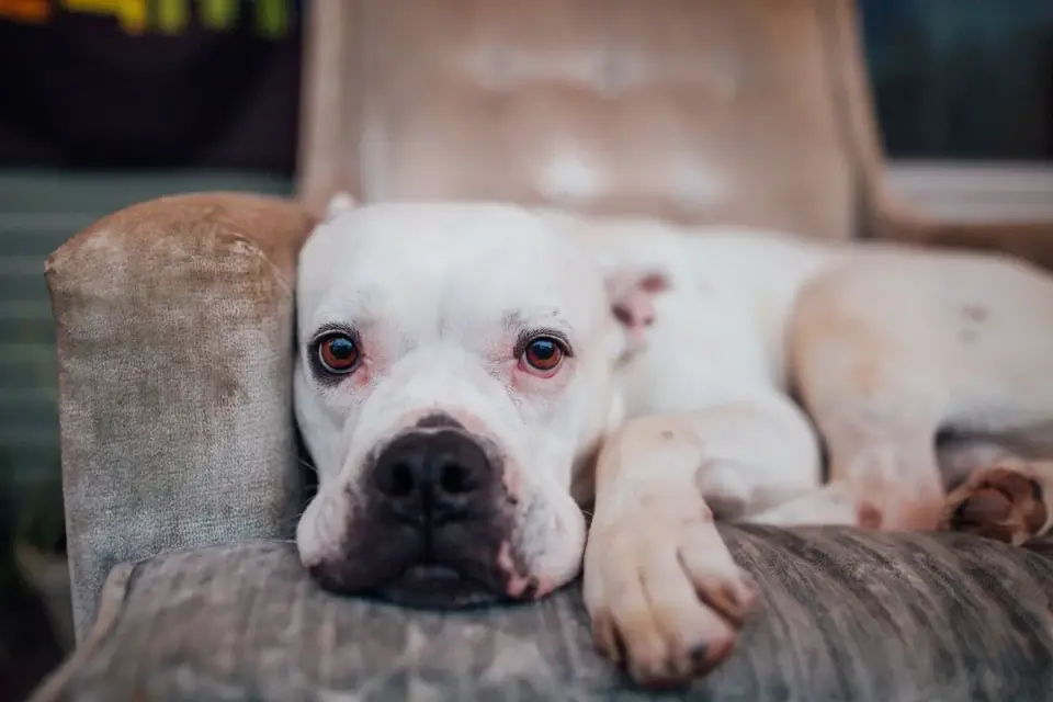 Dog resting at home