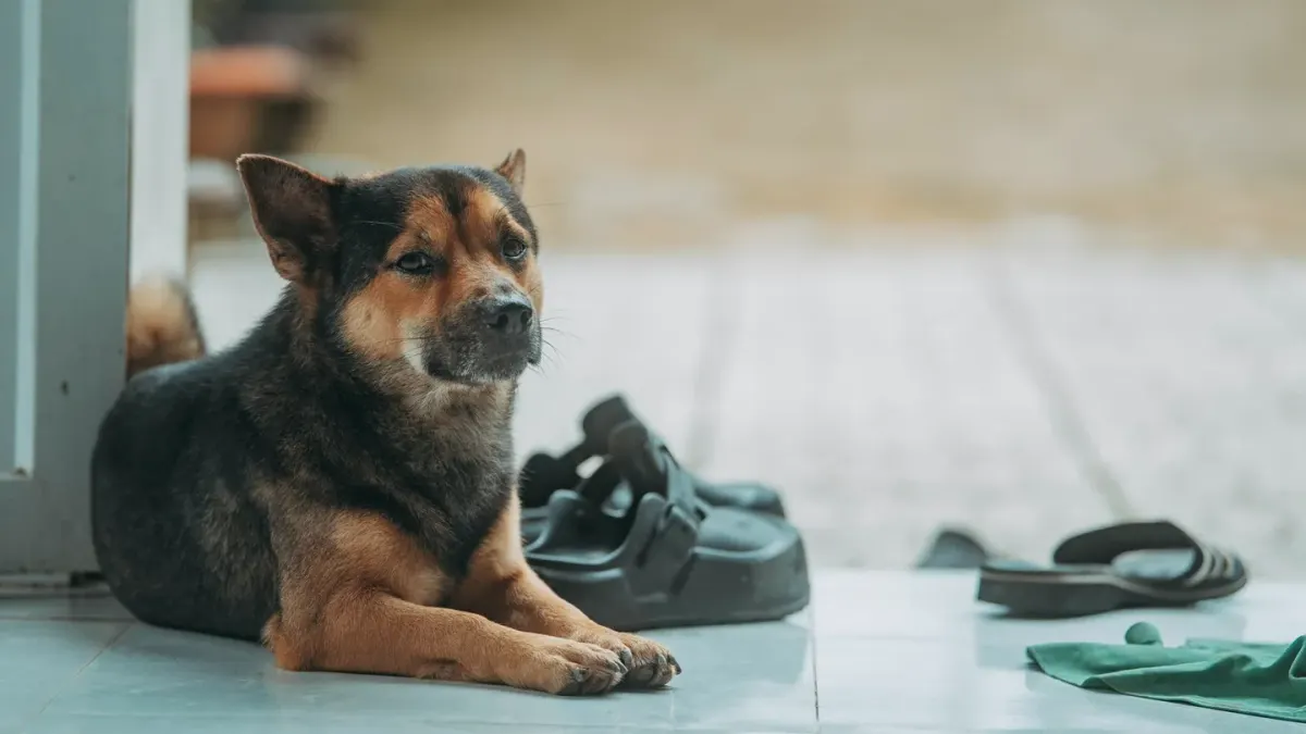 Dog resting at home