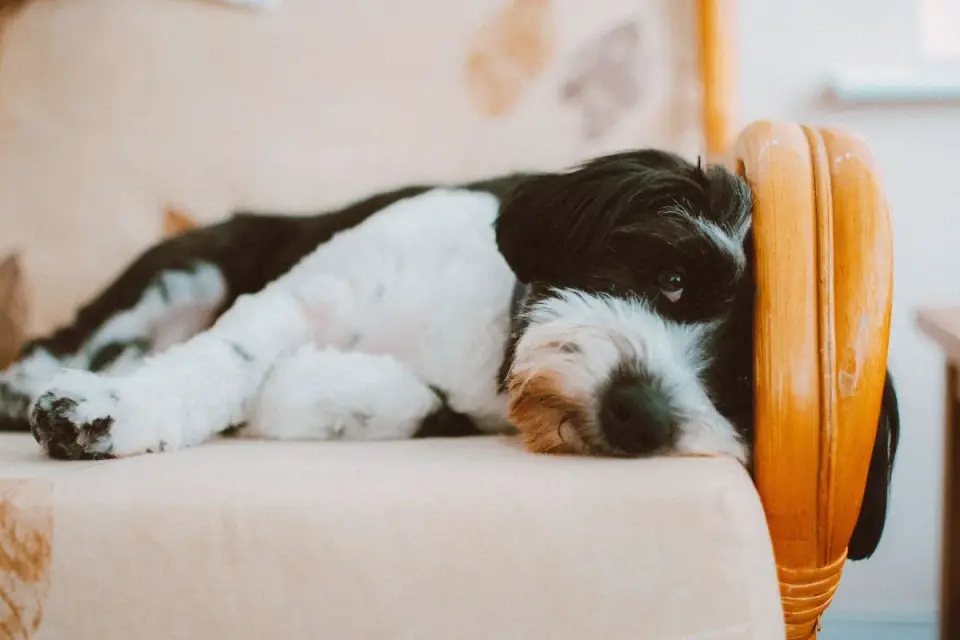 Dog resting at home