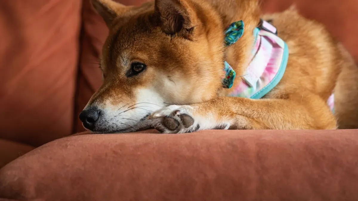 Dog resting beside an owner