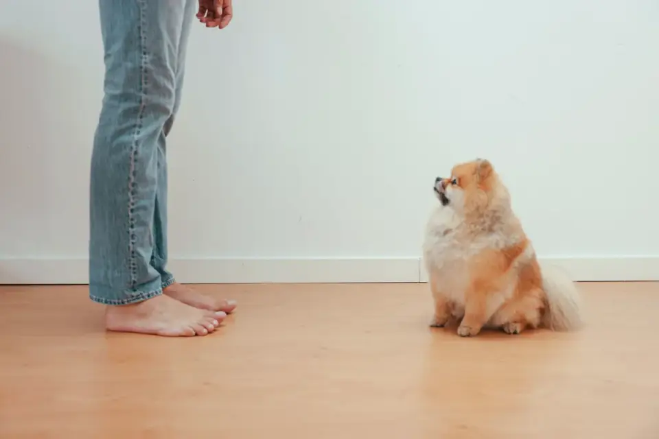 Dog sitting on a kitchen floor