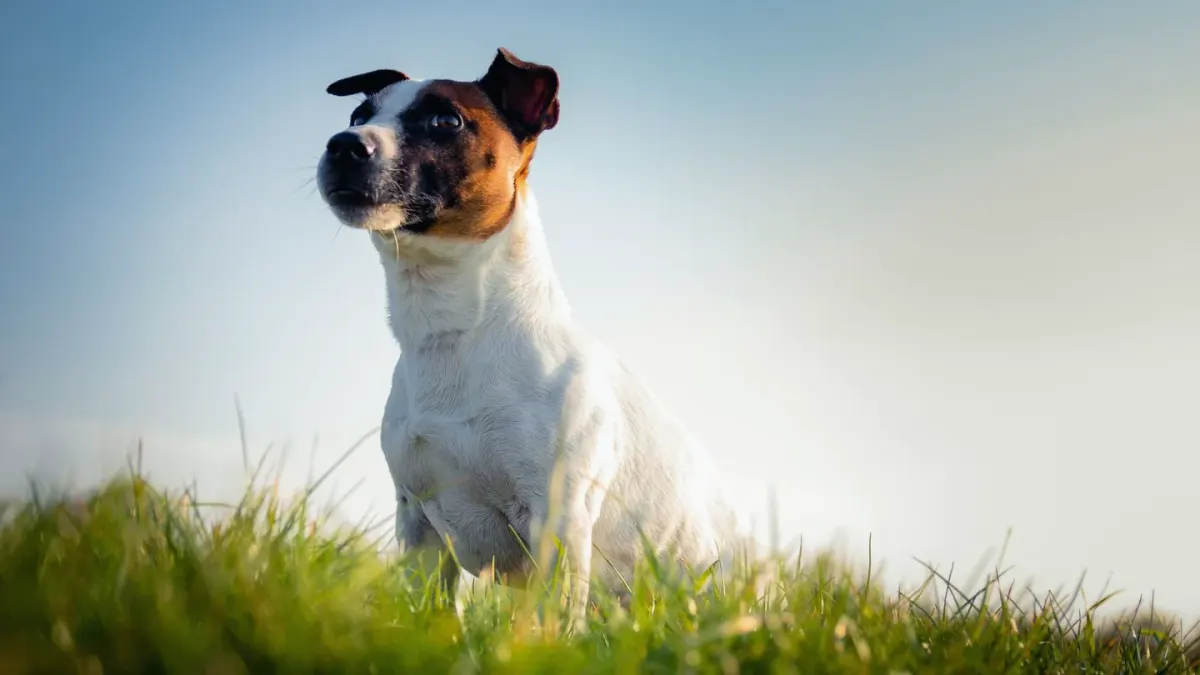 Dog sitting with an owner