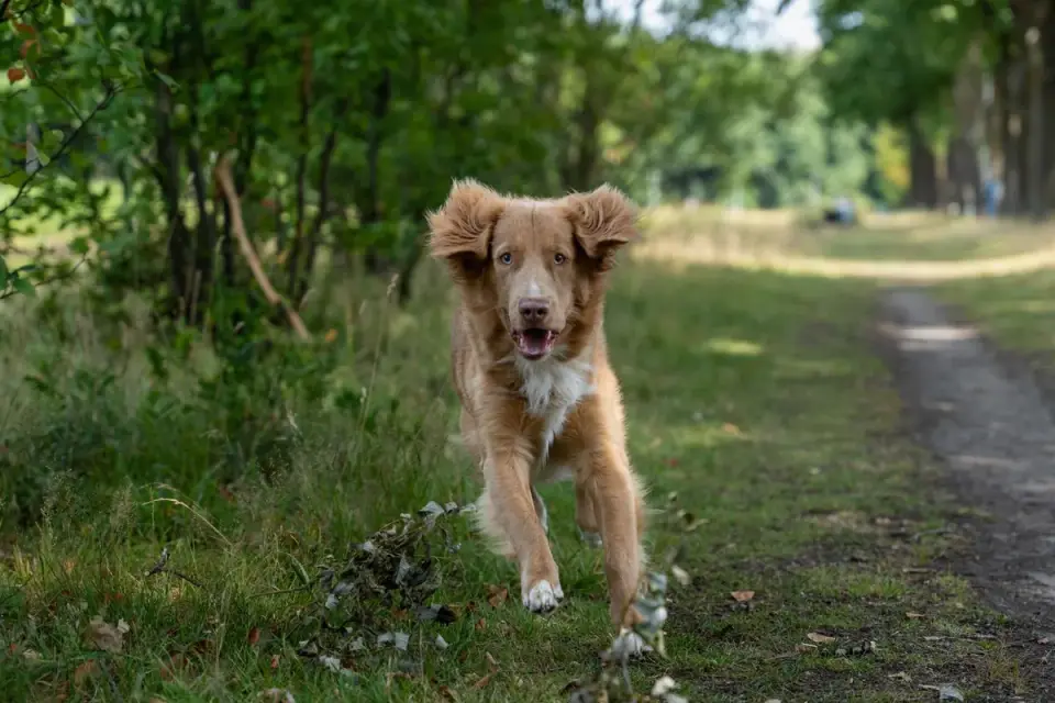 Dog trotting on a leash beside its owner in a park setting