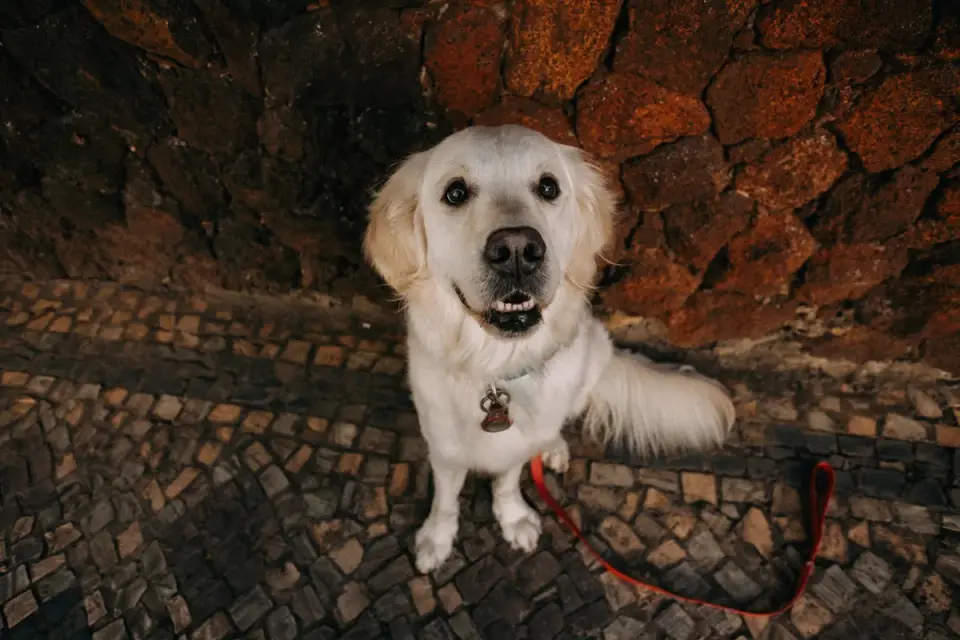 Dog waiting beside a bowl
