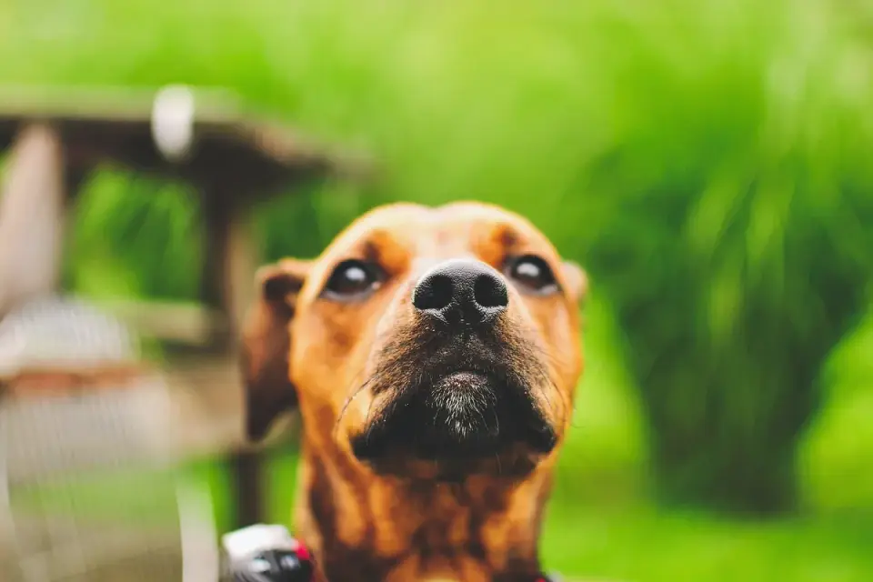 Dog waiting beside a bowl