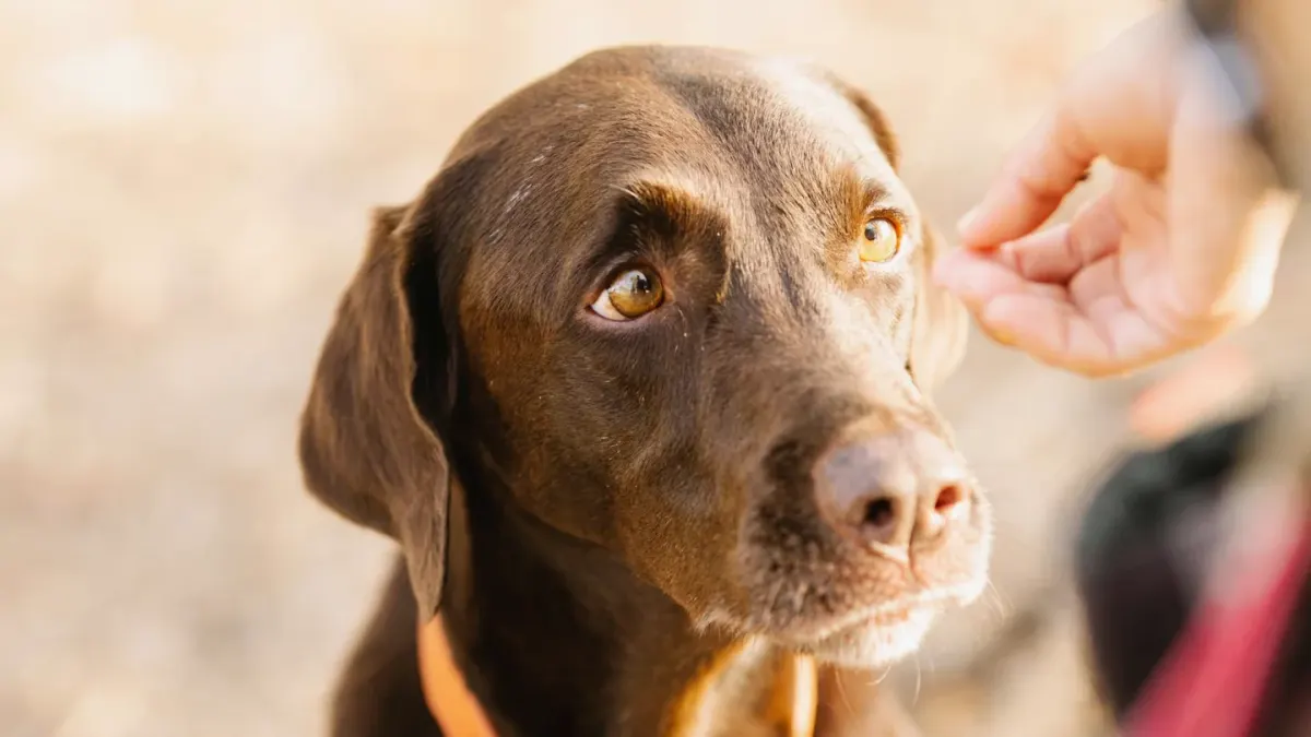 Dog waiting beside a bowl