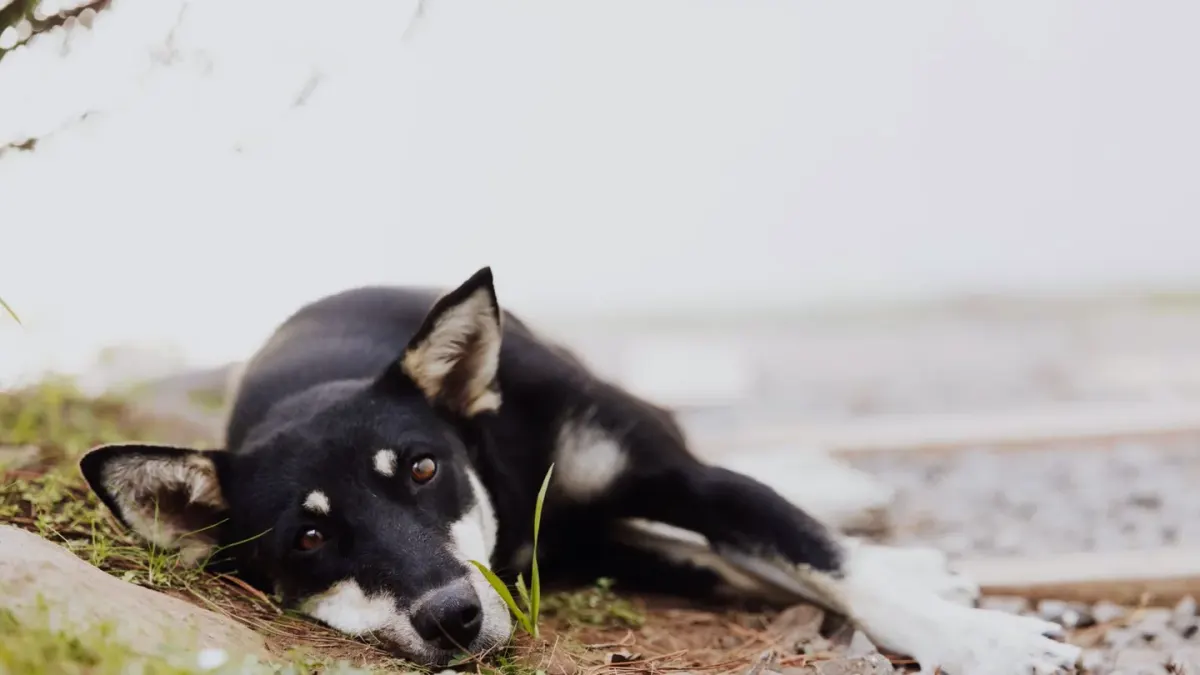 Dog waiting beside a bowl