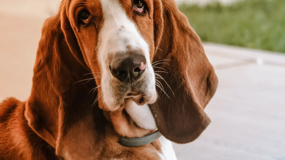 Dog waiting beside a bowl