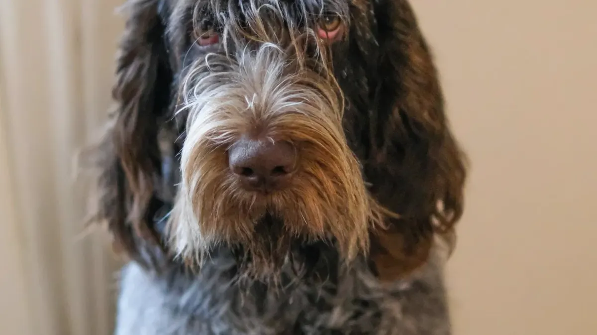 Dog waiting indoors