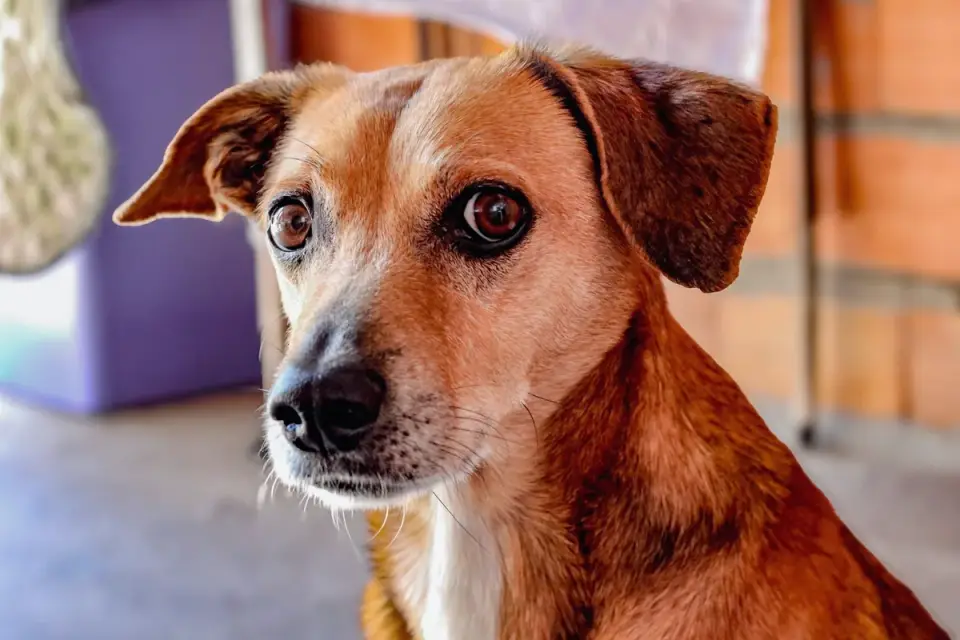 Dog waiting indoors