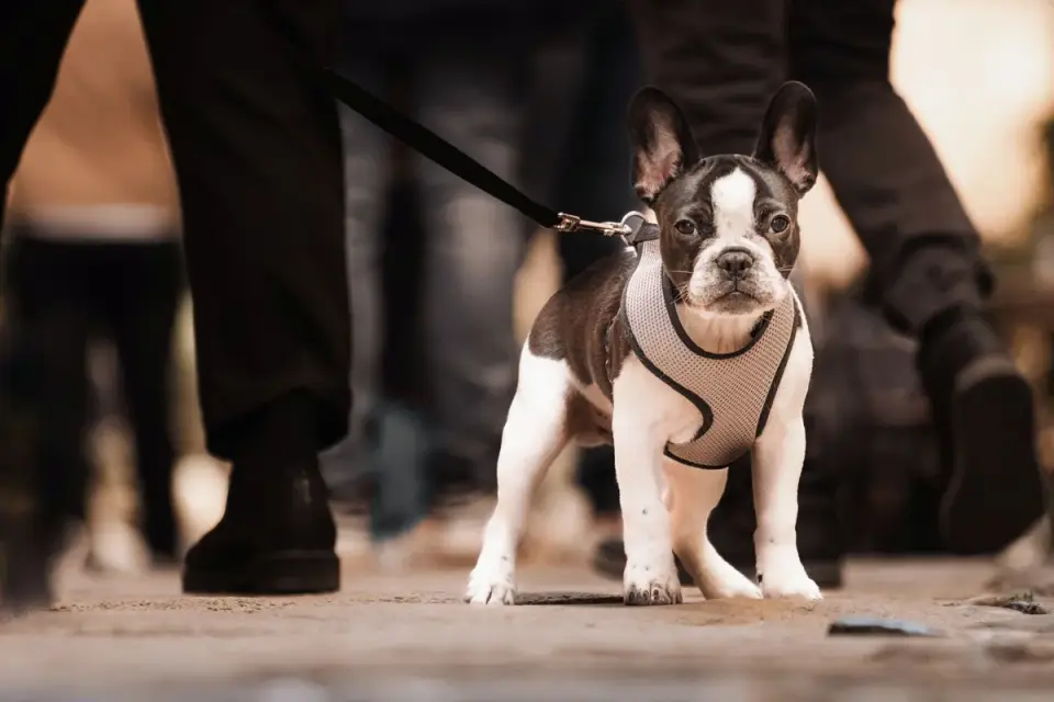 Dog walking calmly on leash beside its owner