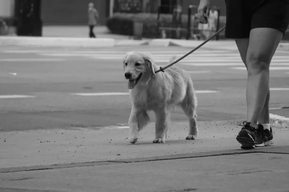 Dog walking with an owner
