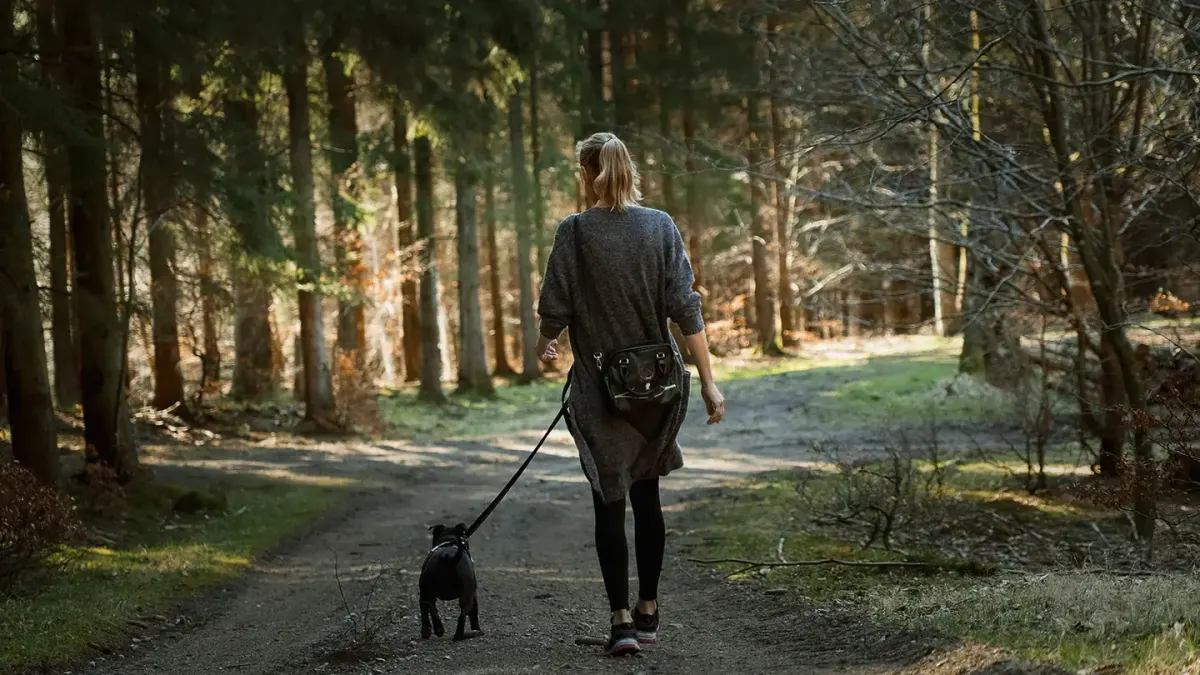 Dog walking with an owner