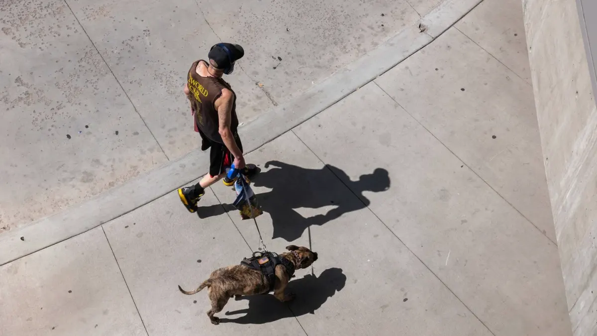 Dog walking with an owner