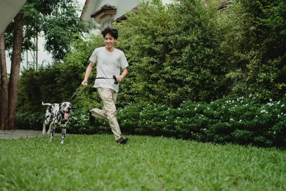 Dog walking with an owner