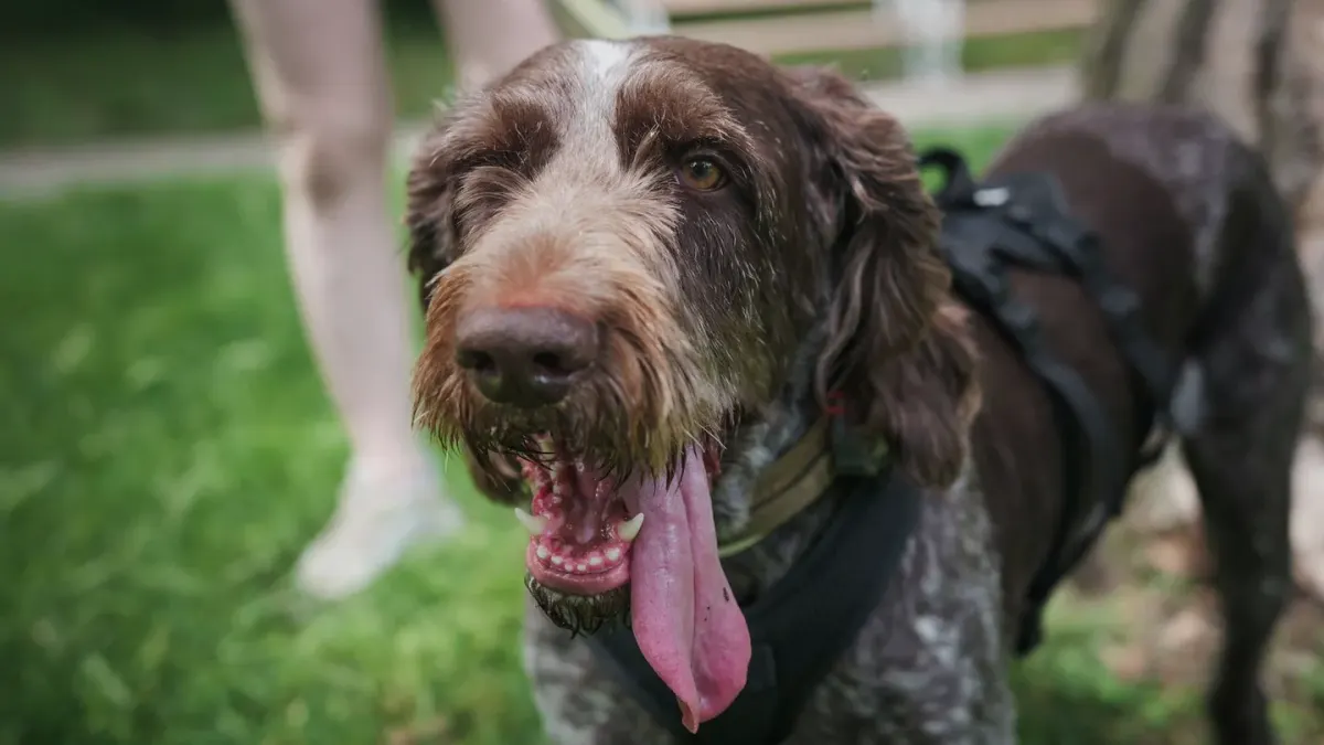 Dog walking with an owner
