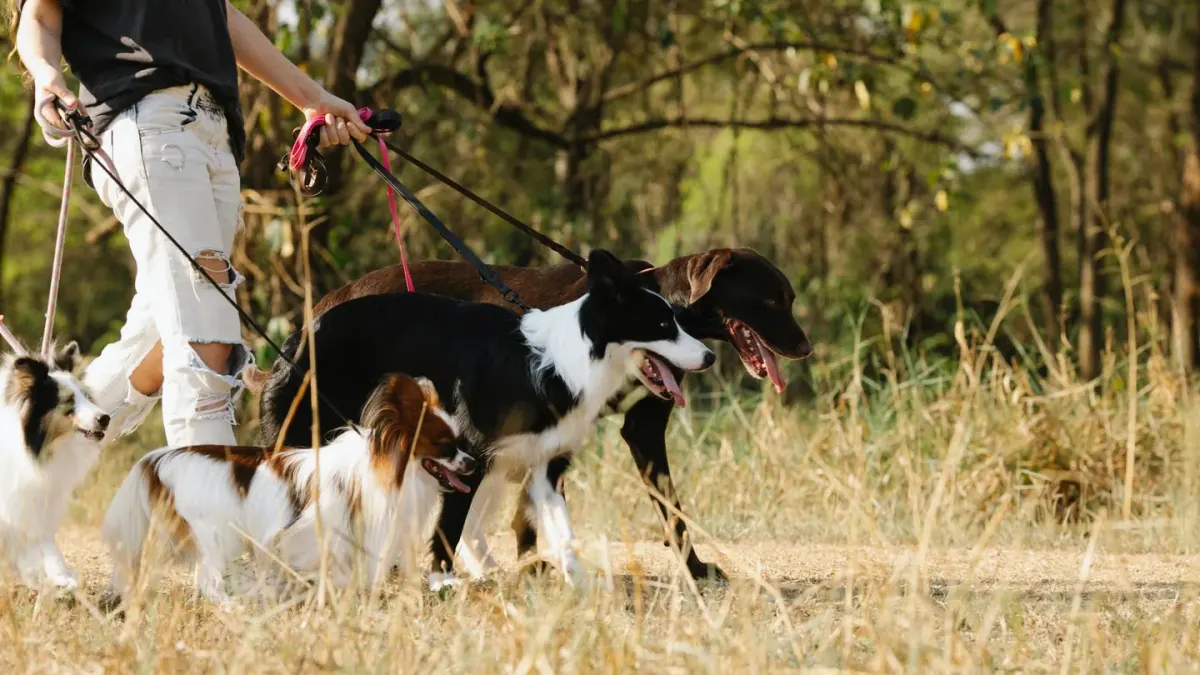 Dog walking with an owner