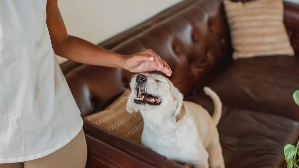 Dog with an owner at home